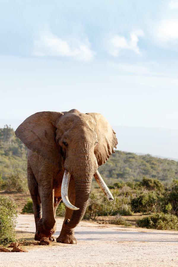 Addo Wildlife Villa Buitenkant foto